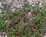 : - Sedum cupressoides