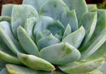 : - Sedum suaveolens