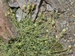 : - Sideritis glacialis