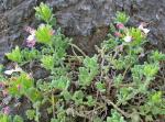 : - Teucrium rotundifolium