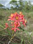 :-Epidendrum cinnabarinum
