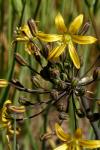: - Bloomeria crocea