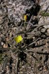 : - Camissonia pallida