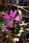 : - Clarkia xantiana