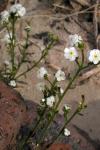 : - Cryptantha utahensis