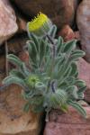 : - Erigeron aphanactis var. congestus