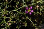 : - Fagonia laevis