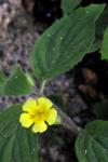 : - Mimulus guttatus var. moschatus