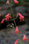 : - Penstemon rostriflorus