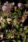 : - Phacelia cryptantha
