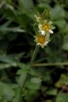 : - Drymocallis glandulosa var. reflexa
