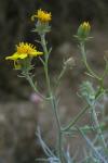 : - Senecio flaccidus