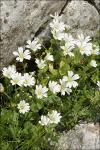 Breitblättriges Hornkraut - Cerastium latifolium