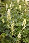 : - Aconitum scaposum