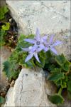 : - Campanula fenestrellata subsp. istriaca