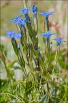 Schnee-Enzian - Gentiana nivalis