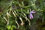 Blauer Lattich - Lactuca perennis