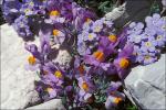 Alpen-Leinkraut - Linaria alpina