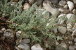 Deutsche Myrikarie - Myricaria germanica