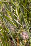 Rosmarin-Weide - Salix rosmarinifolia