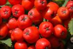 Gebirgs-Vogelbeere - Sorbus aucuparia subsp. glabrata