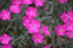 Pfingst-Nelke - Dianthus gratianopolitanus