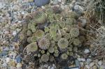 : - Echinopsis tiegeliana