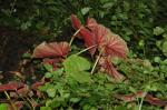 Große Begonie-Begonia grandis