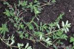 : - Euphorbia humistrata