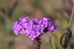 Steifes Eisenkraut - Verbena rigida