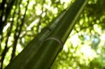 : - Phyllostachys viridiglaucescens