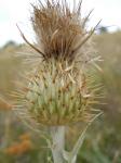 : - Cirsium undulatum