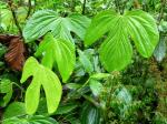 : - Anthurium truncicola