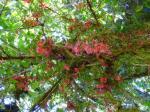 : - Begonia urticae