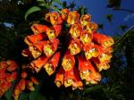 : - Bomarea glaucescens