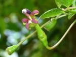 : - Burmeistera crispiloba