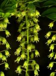 : - Coriaria ruscifolia subsp. microphylla