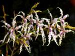 : - Cyrtochilum ramosissimum