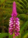 : - Elleanthus vernicosus