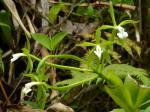 : - Epidendrum leucochilum