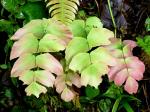 Großblättriger Frauenhaarfarn - Adiantum macrophyllum