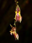 : - Lepanthes cyrtostele