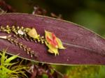 : - Lepanthes mirador