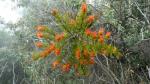 : - Tristerix longebracteatus