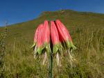: - Phaedranassa dubia