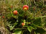 : - Ranunculus gusmannii