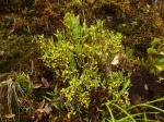 : - Scaphyglottis aurea