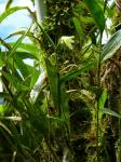 : - Sobralia fragrans