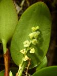 : - Stelis morganii