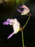 : - Utricularia jamesoniana